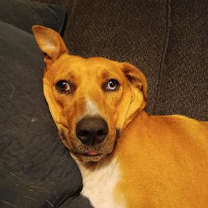 Ahsoka, Catahoula Leopard Dog, adult, available for adoption