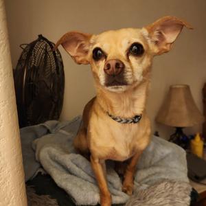 Chico, Chihuahua, adult, available for adoption