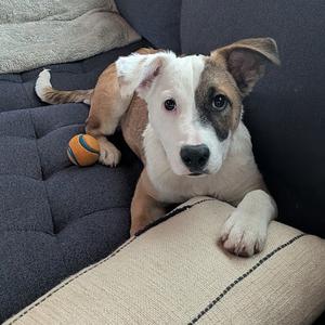 Brie, Shepherd, Australian, puppy, available for adoption