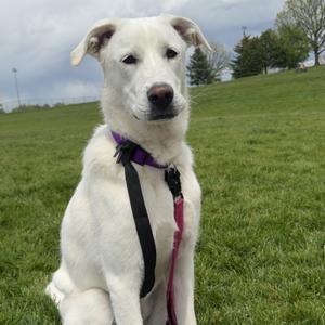 Lucy, Pyrenees, Great, young, available for adoption