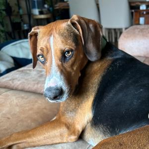 Copper, Foxhound, American, adult, available for adoption