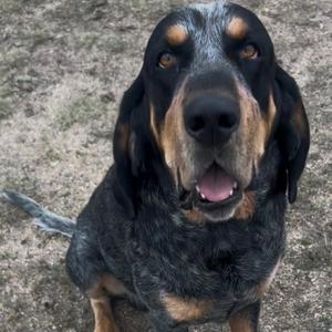 Dwight, Coonhound, Bluetick, adult, available for adoption