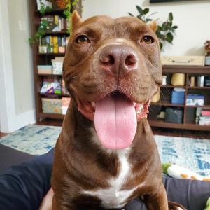 Rigatoni, Terrier, American Pit Bull, adult, available for adoption
