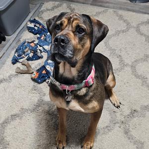 Rosie, Bullmastiff, adult, available for adoption
