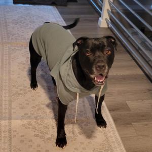 Elphaba, Bulldog, American, adult, available for adoption
