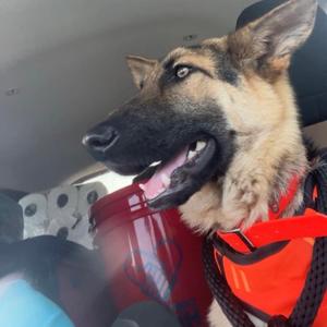 Bjorn, Shepherd, German, adult, available for adoption
