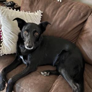 Hobbs, Collie, Border, adult, available for adoption