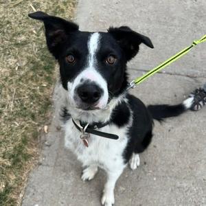 Loki, Collie, Border, adult, available for adoption