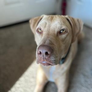 Ronin, Terrier, American Pit Bull, adult, available for adoption