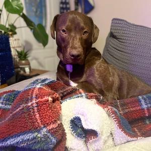 Bandit, Retriever, Labrador, adult, available for adoption
