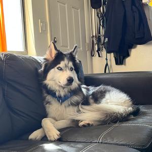 Ragnar, Husky, adult, available for adoption