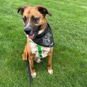 Ranger, Boxer, senior, available for adoption
