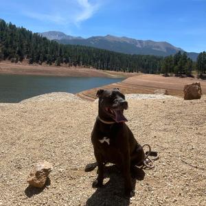 Sarah, Terrier, American Pit Bull, adult, available for adoption