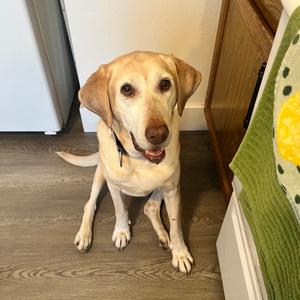Meeka, Retriever, Labrador, senior, available for adoption
