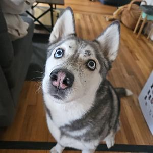 Desza, Husky, senior, available for adoption