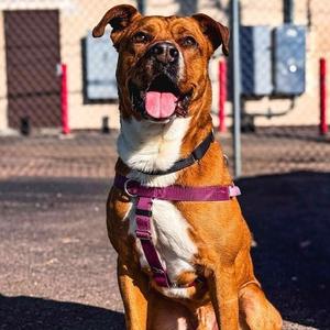 Scrappy, Terrier, American Pit Bull, adult, available for adoption