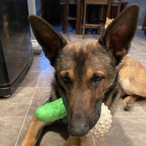 Draco, Malinois, Belgian, adult, available for adoption