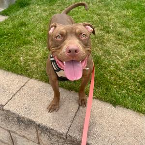 Georgia, Terrier, American Pit Bull, adult, available for adoption