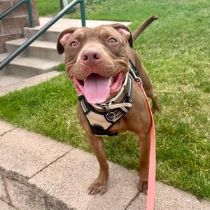 Georgia, Terrier, American Pit Bull, young, available for adoption
