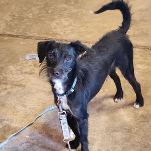 Rocky Road, Terrier, adult, available for adoption