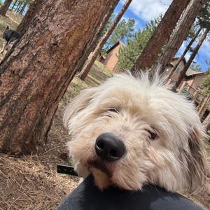 Iris, Poodle, Standard, adult, available for adoption