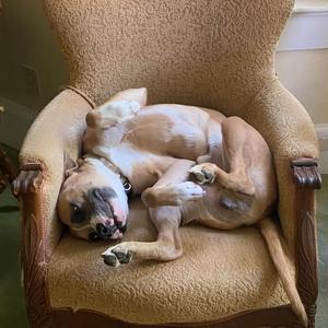 Heway, Terrier, Pit Bull, young, available for adoption