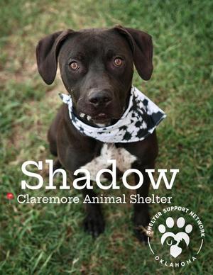 SHADOW, Black Labrador Retriever / Rhodesian Ridgeback, young, available for adoption