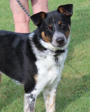 JASPER, Australian Cattle Dog / Blue Heeler, young, available for adoption
