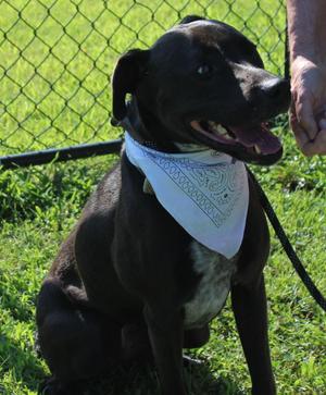 STELLA, Black Labrador Retriever, adult, available for adoption