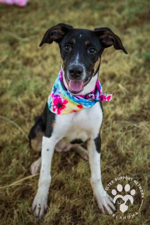 JENNY, Smooth Collie / Jack Russell Terrier, young, available for adoption