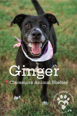 GINGER, Black Labrador Retriever, adult, available for adoption