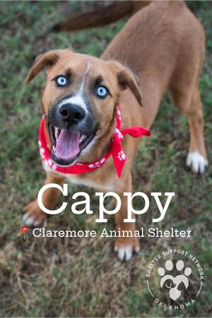 CAPPY, Mixed Breed, puppy, available for adoption