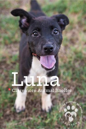 A black and white puppy named Luna with its tongue out, standing on grass. The text "Luna" is overlaid on the image, along with "Claremore Animal Shelter" and a logo for the Shelter Support Network Oklahoma.