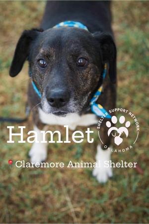 HAMLET, Terrier, senior, available for adoption