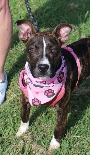 ROXIE, Terrier, young, available for adoption