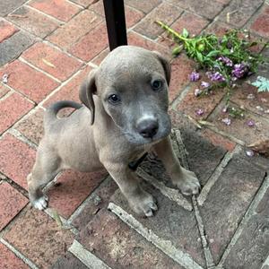 a small gray puppy standing on a brick patio