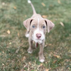 A brown puppy with blue eyes standing on grass.