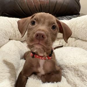 Jonny, Terrier / Pit Bull Terrier, puppy, available for adoption