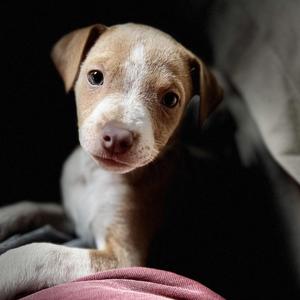 A close-up of a brown and white puppy with big, expressive eyes, sitting on a soft surface.