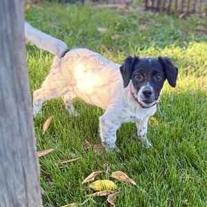 Darla, Spaniel, puppy, available for adoption