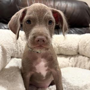 Felix, Terrier / Pit Bull Terrier, puppy, available for adoption