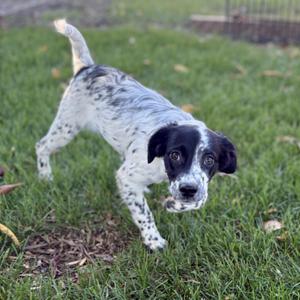 A black and white spotted dog standing on grass, looking towards the camera.