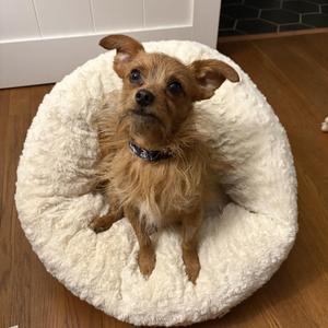 Felix, Terrier, young, available for adoption