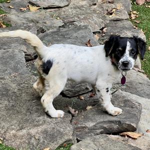 Dottie, Spaniel, puppy, available for adoption