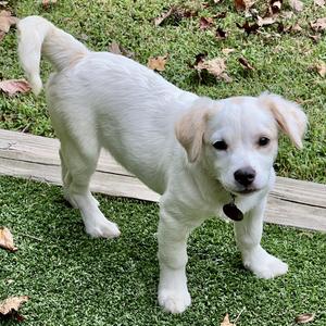 Tracey, Spaniel, puppy, available for adoption