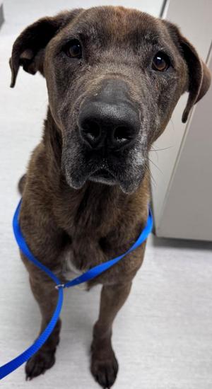 Odin, Mastiff, senior, available for adoption