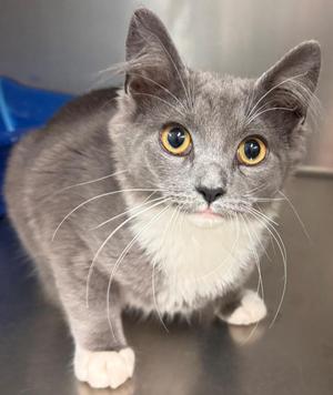 A gray and white cat with large yellow eyes and long whiskers standing on a metallic surface.