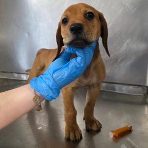 Garlic Parmesan, English Coonhound (Redtick Coonhound) Mix, puppy, available for adoption
