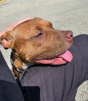Sniffette, Mixed Breed, young, available for adoption