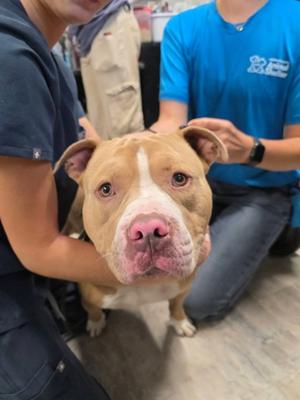 Kane, American Pit Bull Terrier Mix, adult, available for adoption